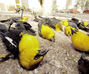 aves muertas